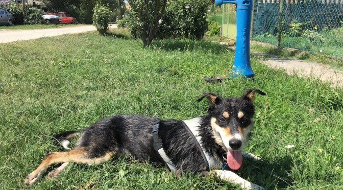 And we’re rolling (in dead stuff)